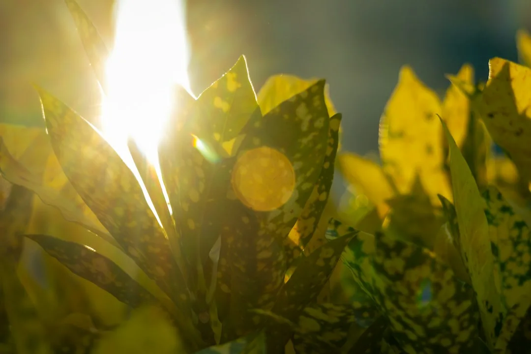 Sunlight illuminating green leaves, highlighting the details of a familiar natural scene.
