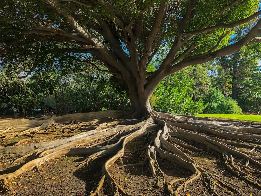 A broad banyan tree with interconnected branches and roots.