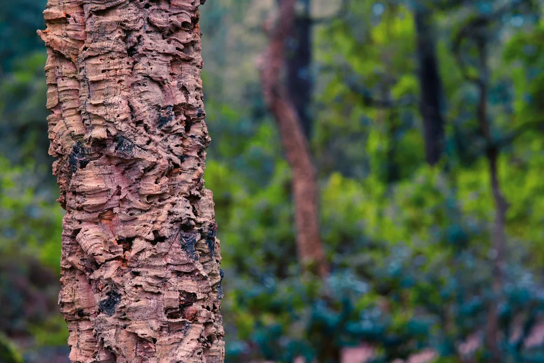A close view of a tree trunk showing the detail and texture beyond a simple label.