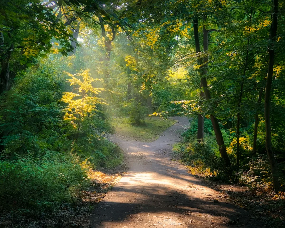 A sunlit path winding through a green forest, inviting exploration.